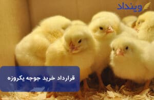 قرارداد خرید جوجه یکروزه