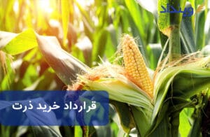 قرارداد خرید ذرت