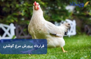 قرارداد پرورش مرغ گوشتی و نکات حقوقی آن + نمونه قرارداد